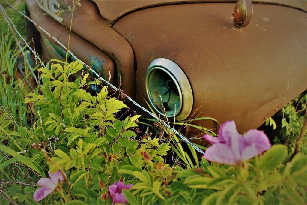 wild rose, rusted car