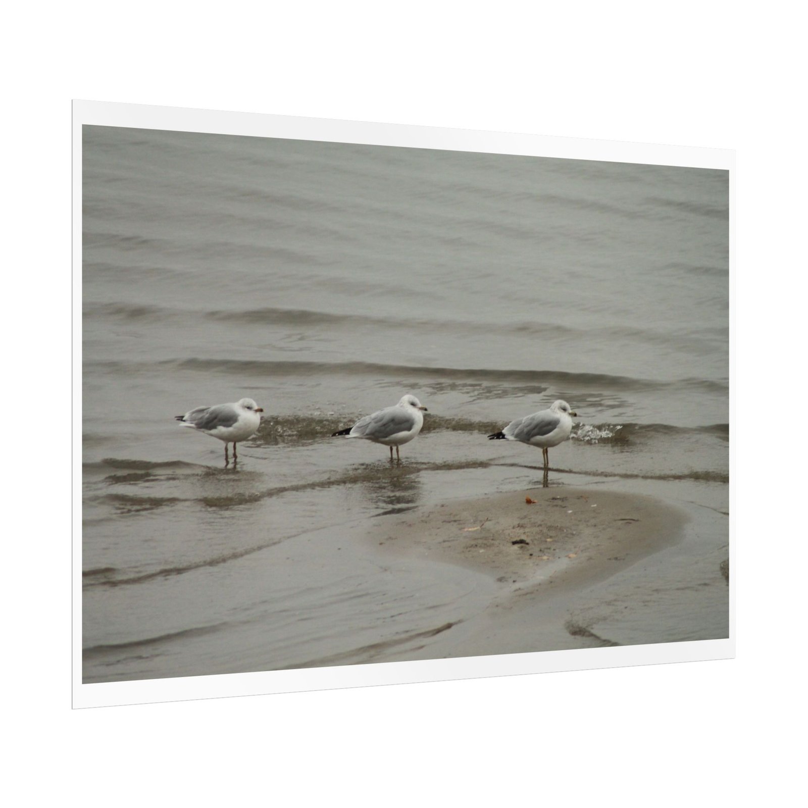 seagulls shore poster seagulls shore poster