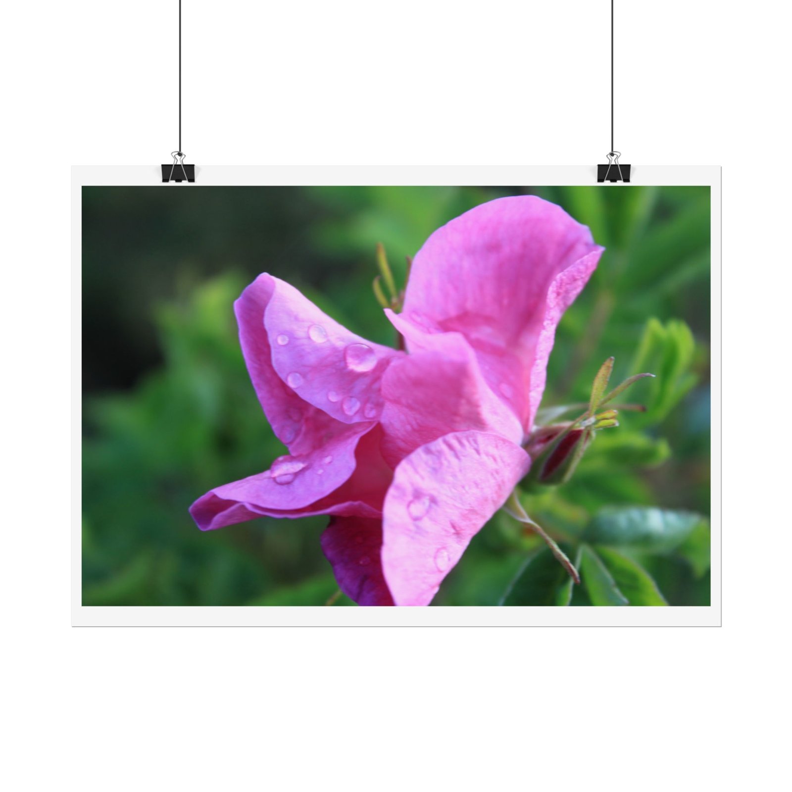 wild rose poster wild rose poster