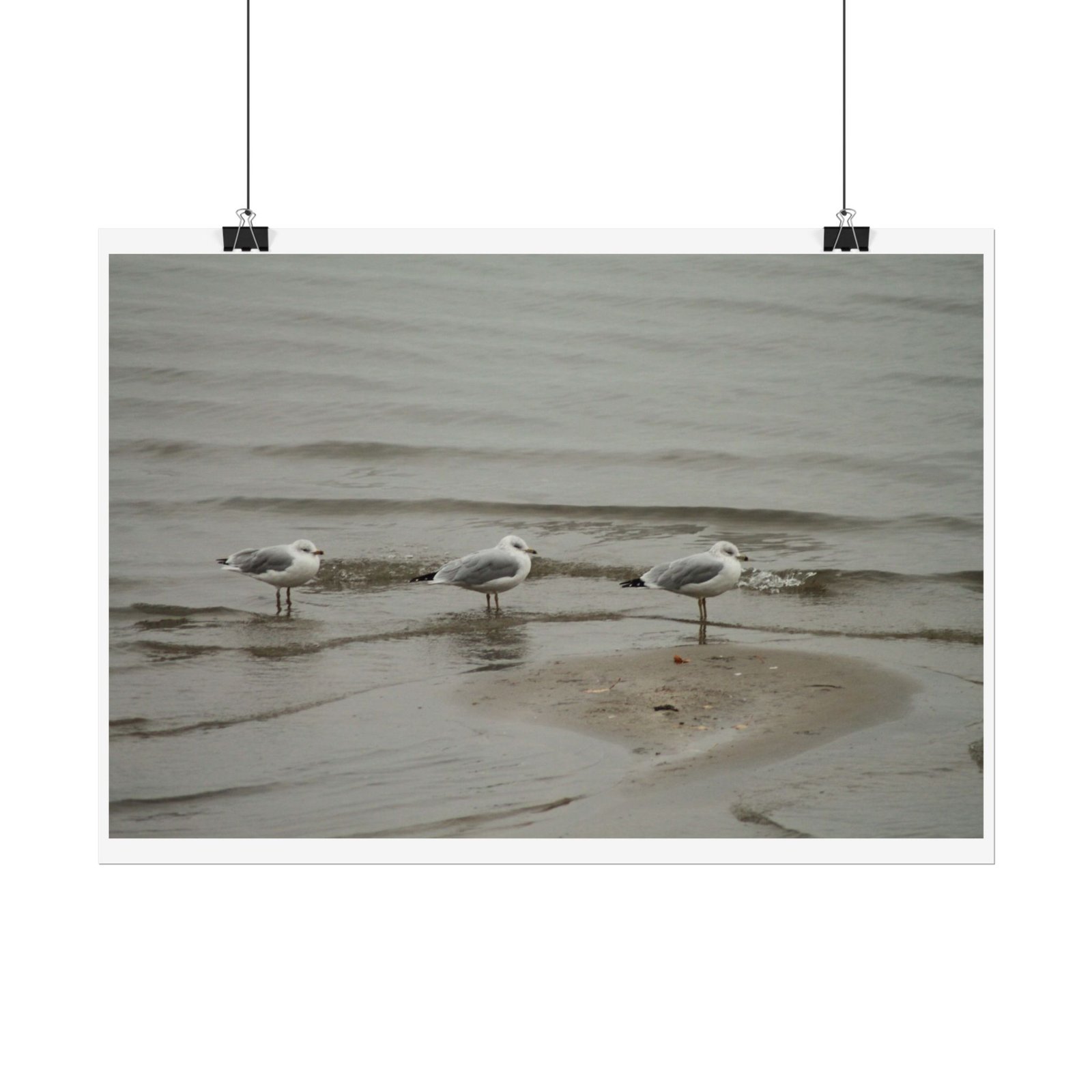 seagulls shore poster seagulls shore poster