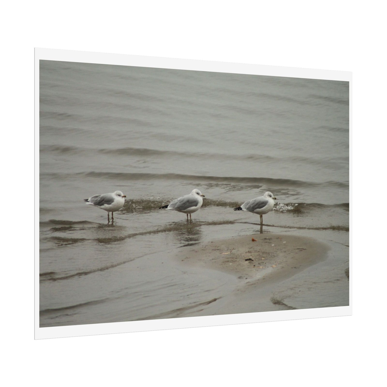 seagulls shore poster seagulls shore poster