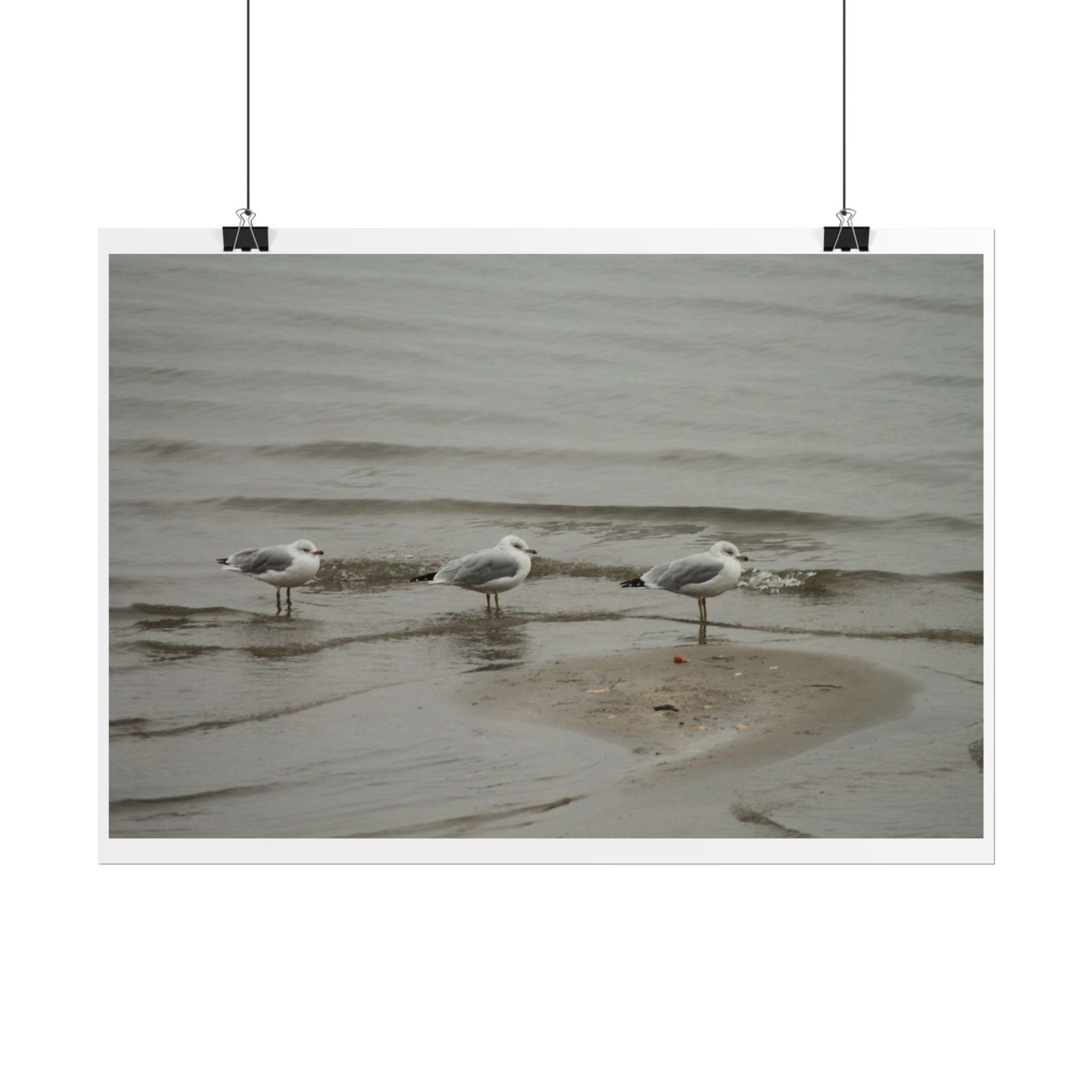 seagulls shore poster seagulls shore poster