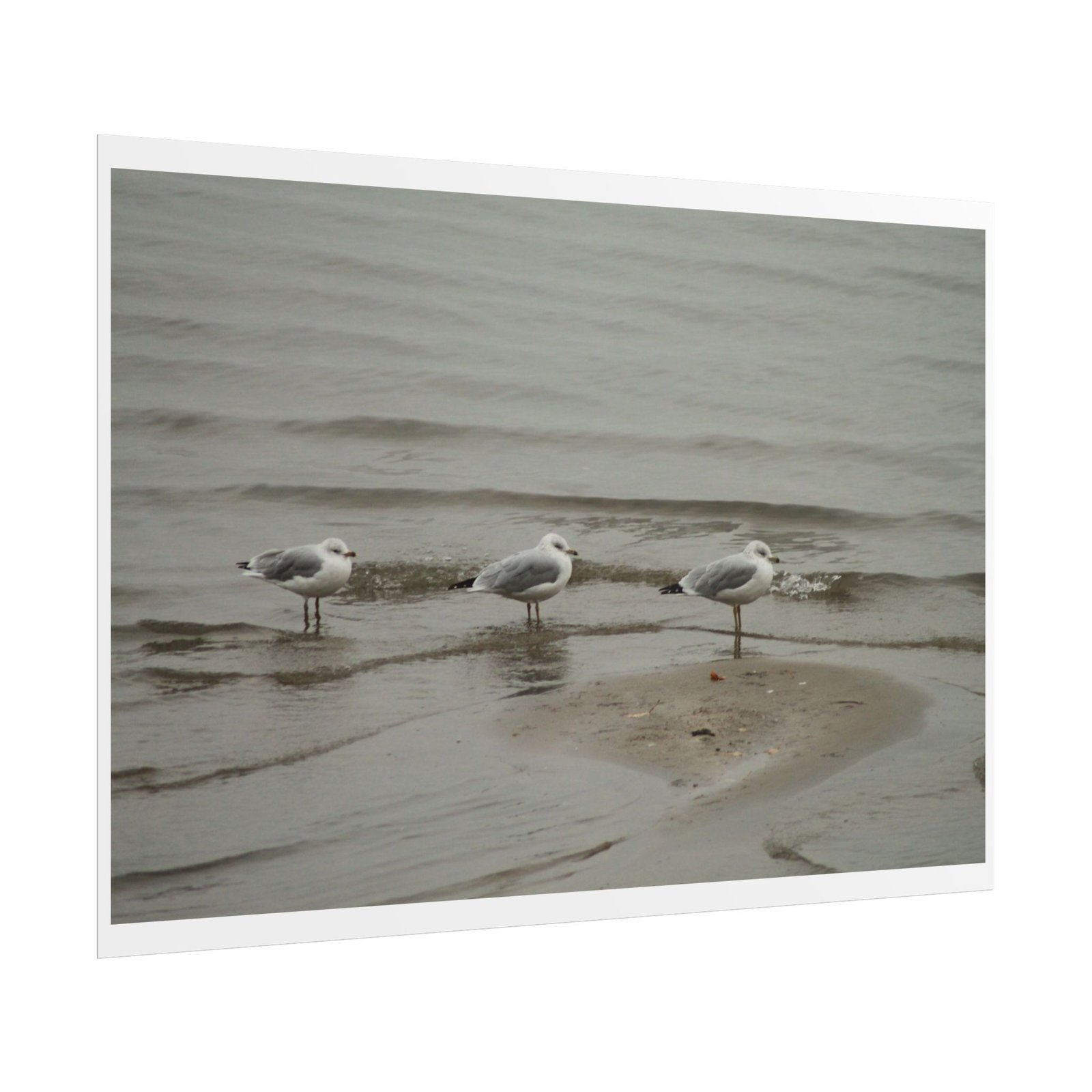 seagulls shore poster seagulls shore poster