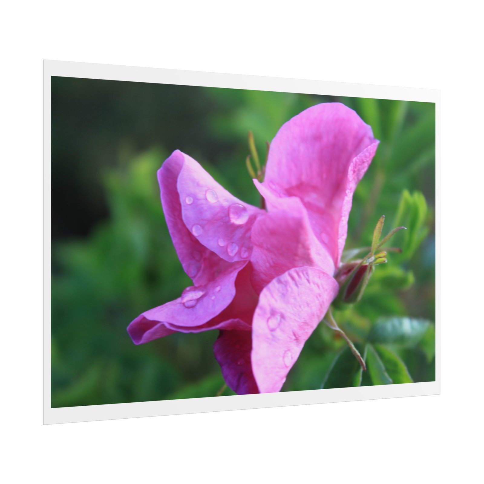 wild rose poster wild rose poster