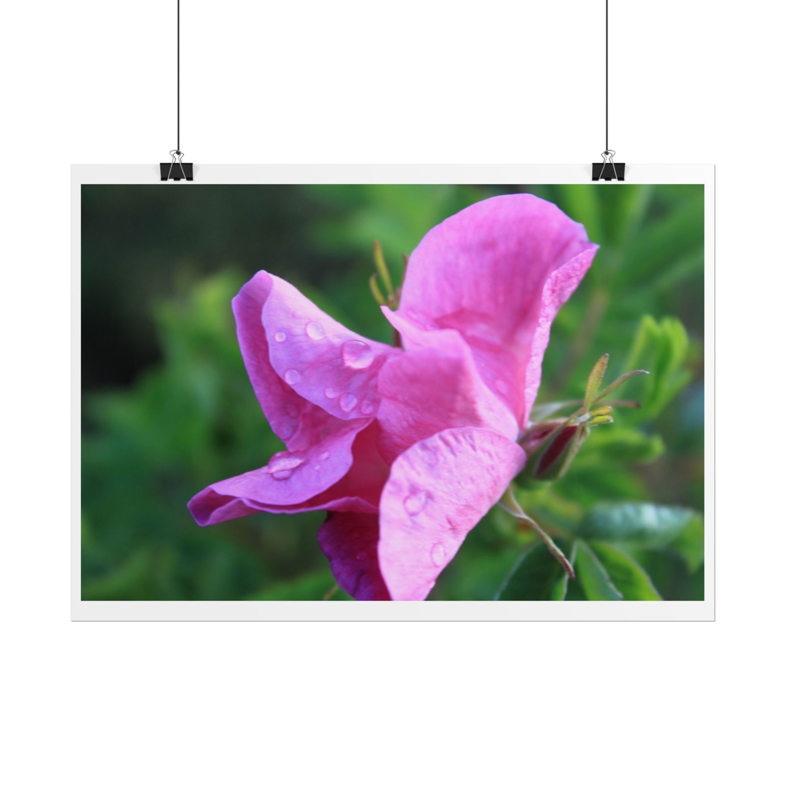 wild rose poster wild rose poster