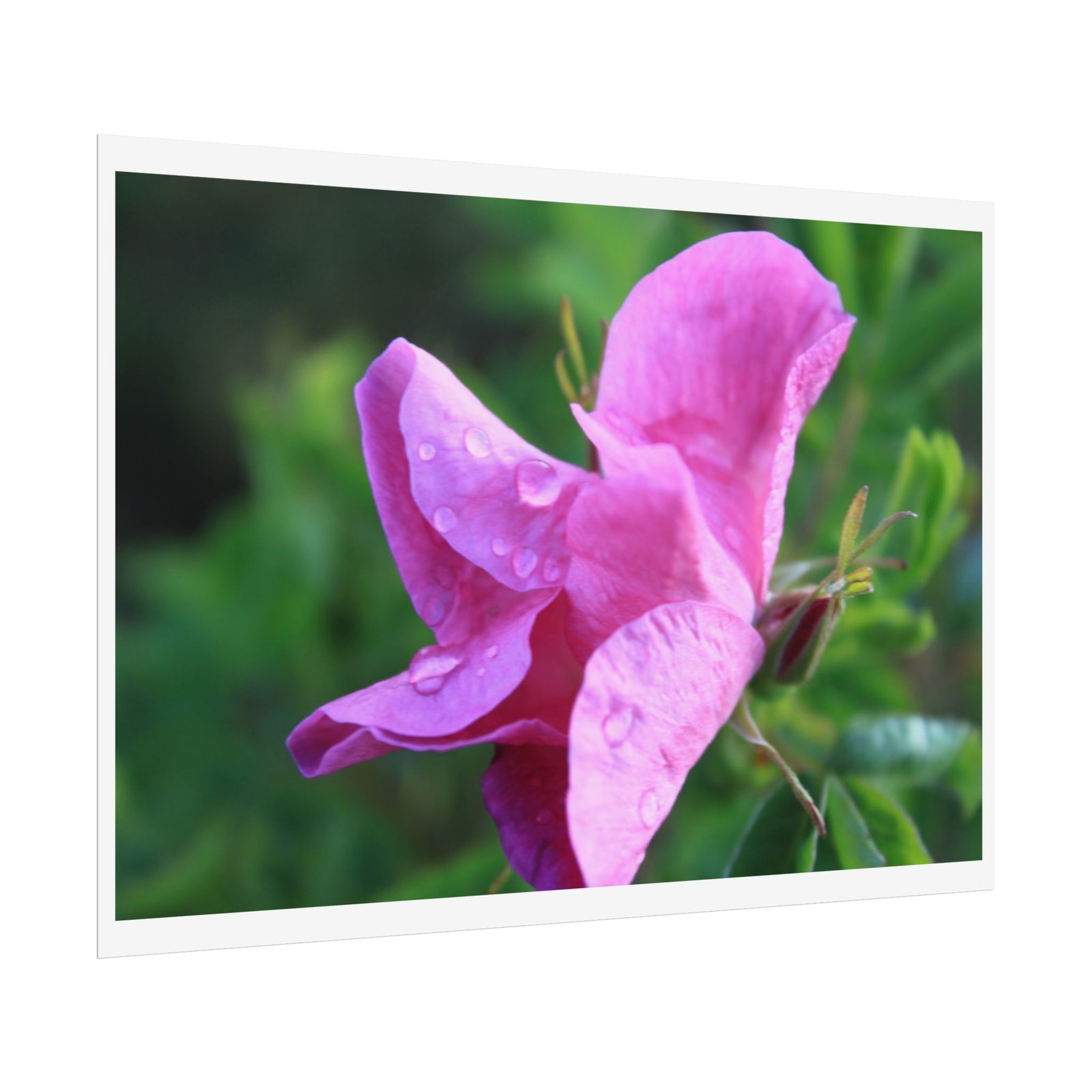 wild rose poster wild rose poster